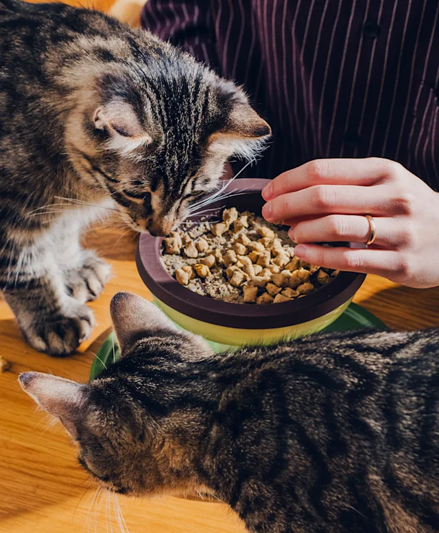 Food & Treats