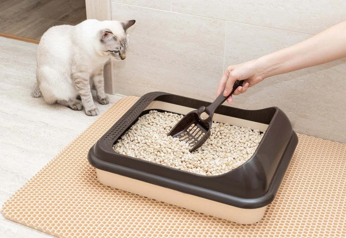 Litter & Hygiene